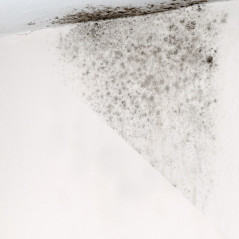 DeSalin AM Potente fungicida 4 Litros